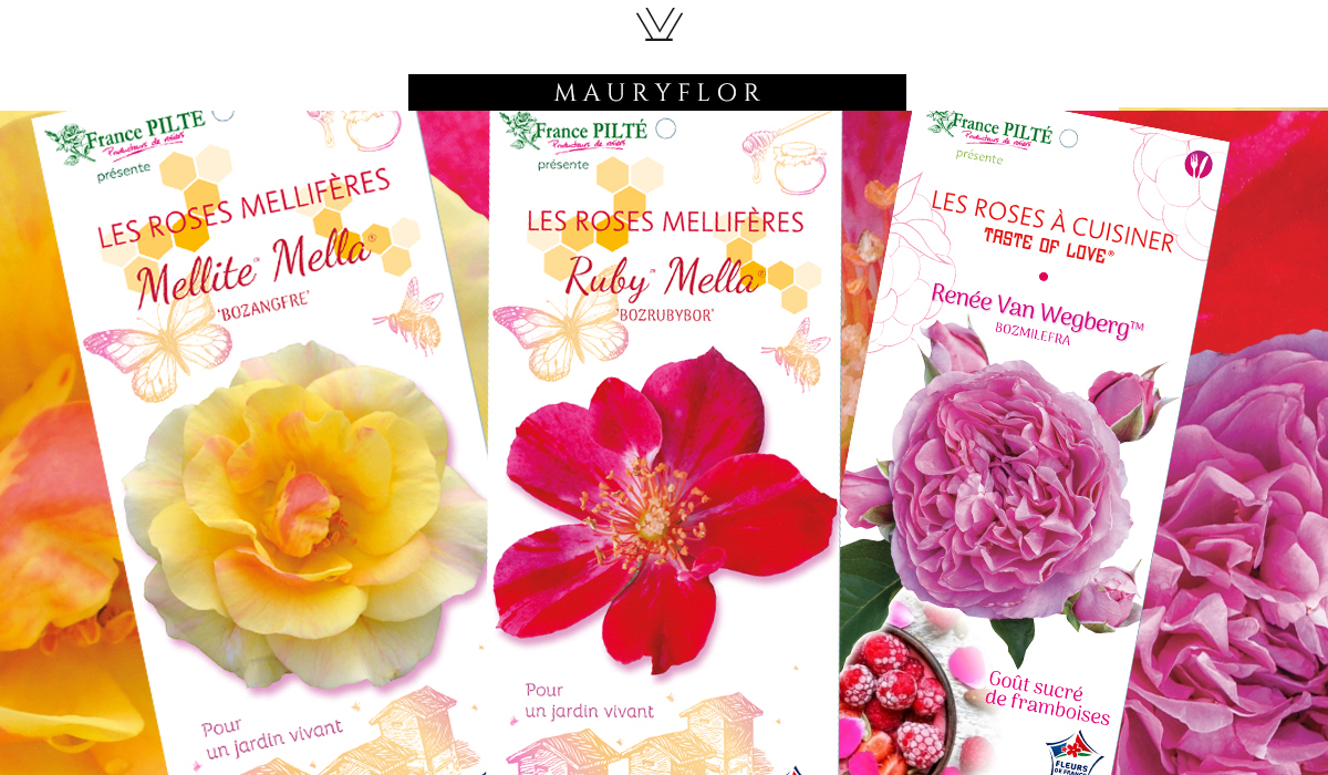 Mauryflor